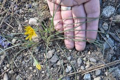 Microseris nutans