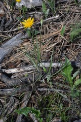 Microseris nutans
