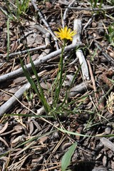 Microseris nutans