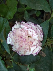 Dianthus caryophyllus
