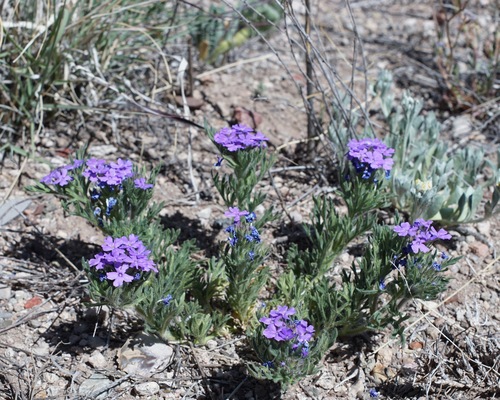 Broad-Lobe Mock Vervain (Glandularia latilobata)