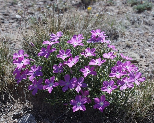 Image of Phlox nana by (c) Andrew Tree, some rights reserved (CC BY)