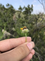 Thelesperma simplicifolium