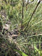 Thelesperma simplicifolium