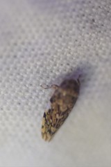 Xestocephalus