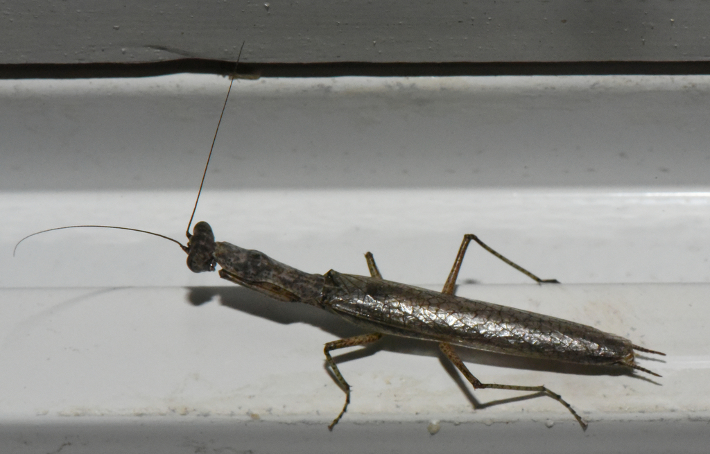 Paralygdamia ifatyensis