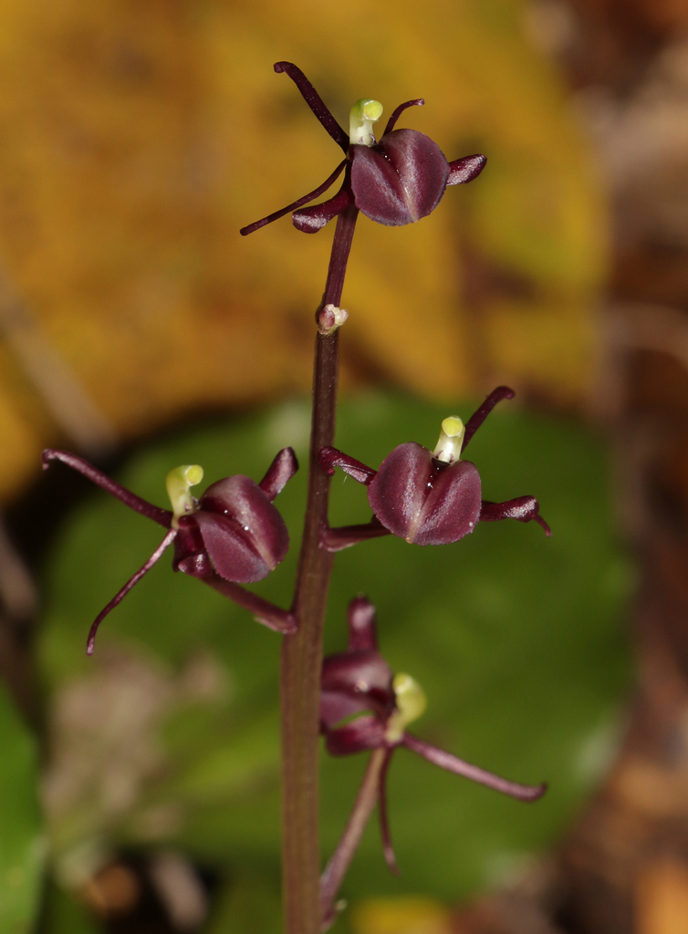 Widelip Orchids