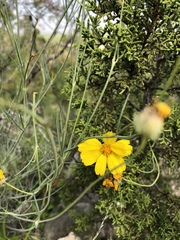 Thelesperma simplicifolium