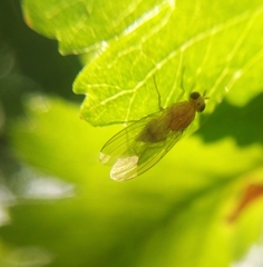Diptera