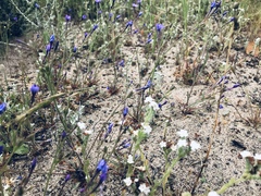 Gilia tenuiflora