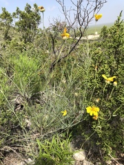 Thelesperma simplicifolium
