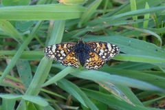 Phyciodes pulchella