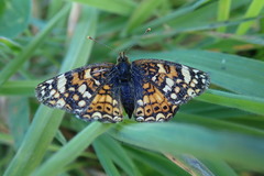 Phyciodes pulchella