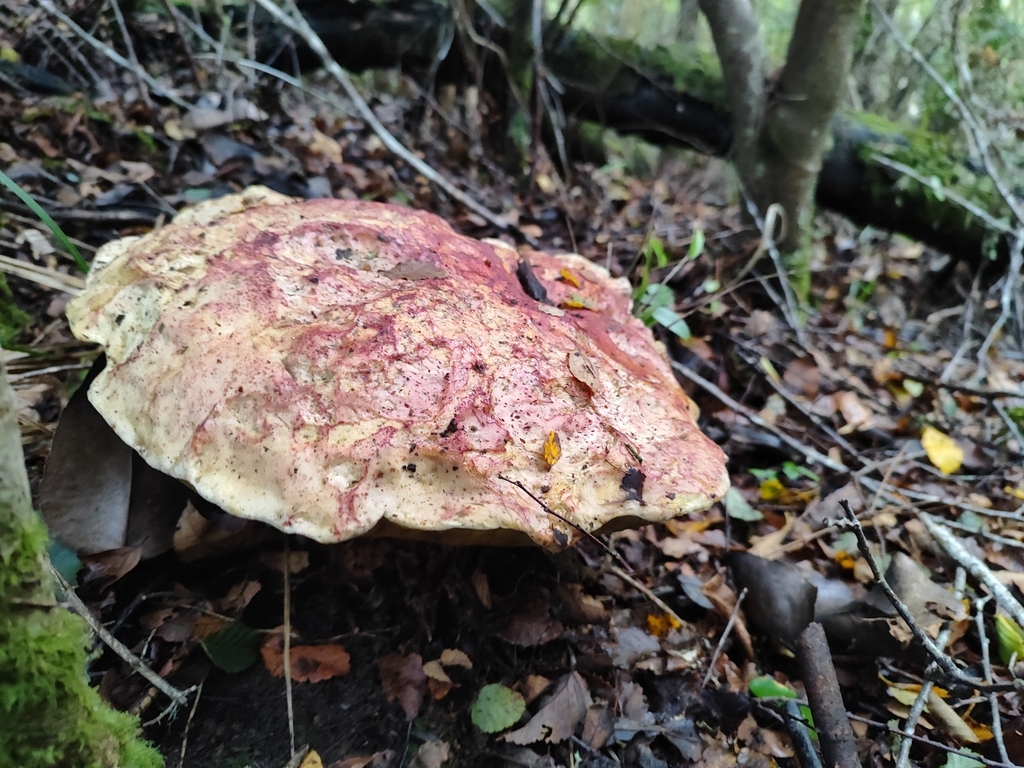 Butyriboletus loyo · May 2024 · photo: © salvador_camano (iNaturalist, cc-by)