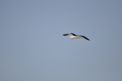 Larus marinus