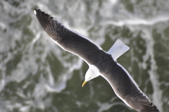 Larus marinus