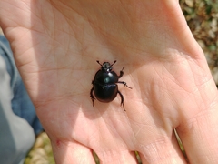 Anoplotrupes