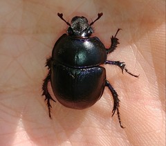 Anoplotrupes