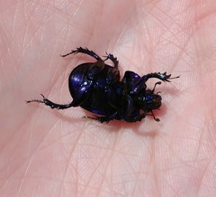 Anoplotrupes