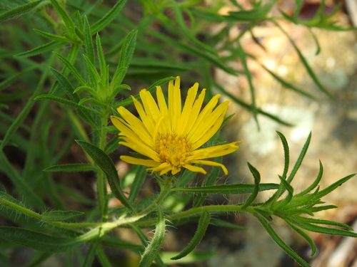 Image of Stiffleaf False Goldenaster (Heterotheca stenophylla) by (c) saltyhiker, some rights reserved (CC BY)