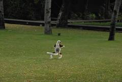 Propithecus coquereli