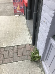 Taraxacum officinale