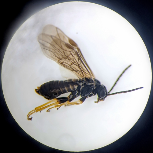 Buttercup-miner Sawfly