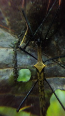 Pseudophasma bispinosum