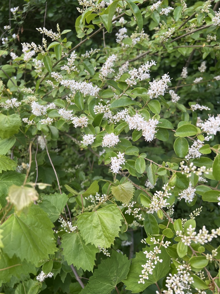 Chinese privet from Winding Cove Dr, Grimesland, NC, US on May 1, 2024 ...