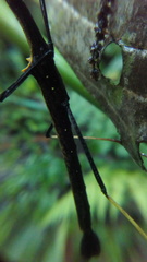 Pseudophasma bispinosum