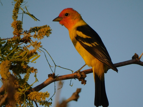 Western Tanager