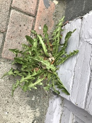 Taraxacum officinale