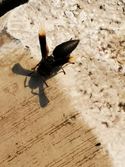 Parachartergus apicalis