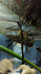 Pseudophasma bispinosum