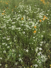 Bifora americana
