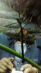 Pseudophasma bispinosum