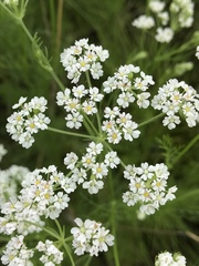 Bifora americana