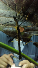 Pseudophasma bispinosum