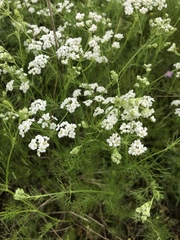 Bifora americana