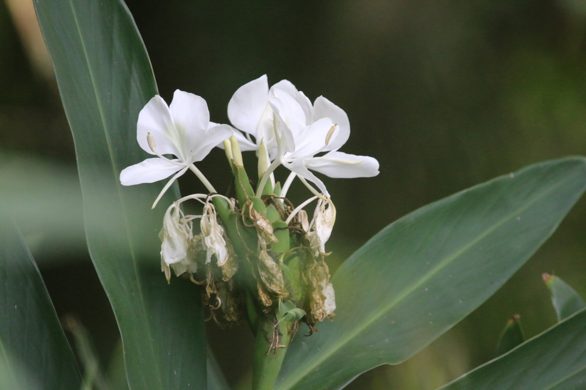 Hedychium coronarium