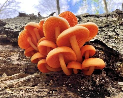 orange mycena
