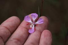 Clarkia delicata