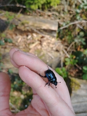 Anoplotrupes