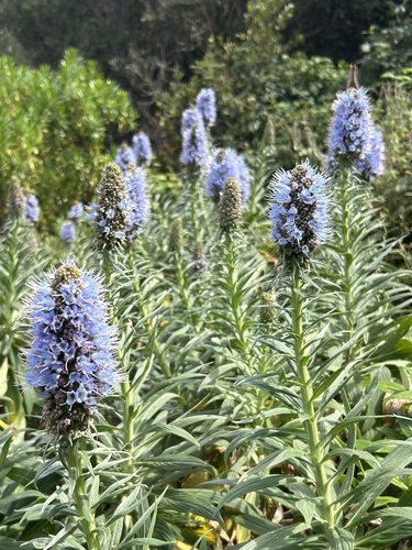 Coastal Pride of Madeira