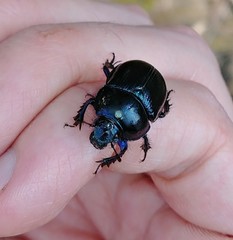 Anoplotrupes