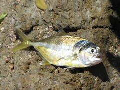 Caranx caninus