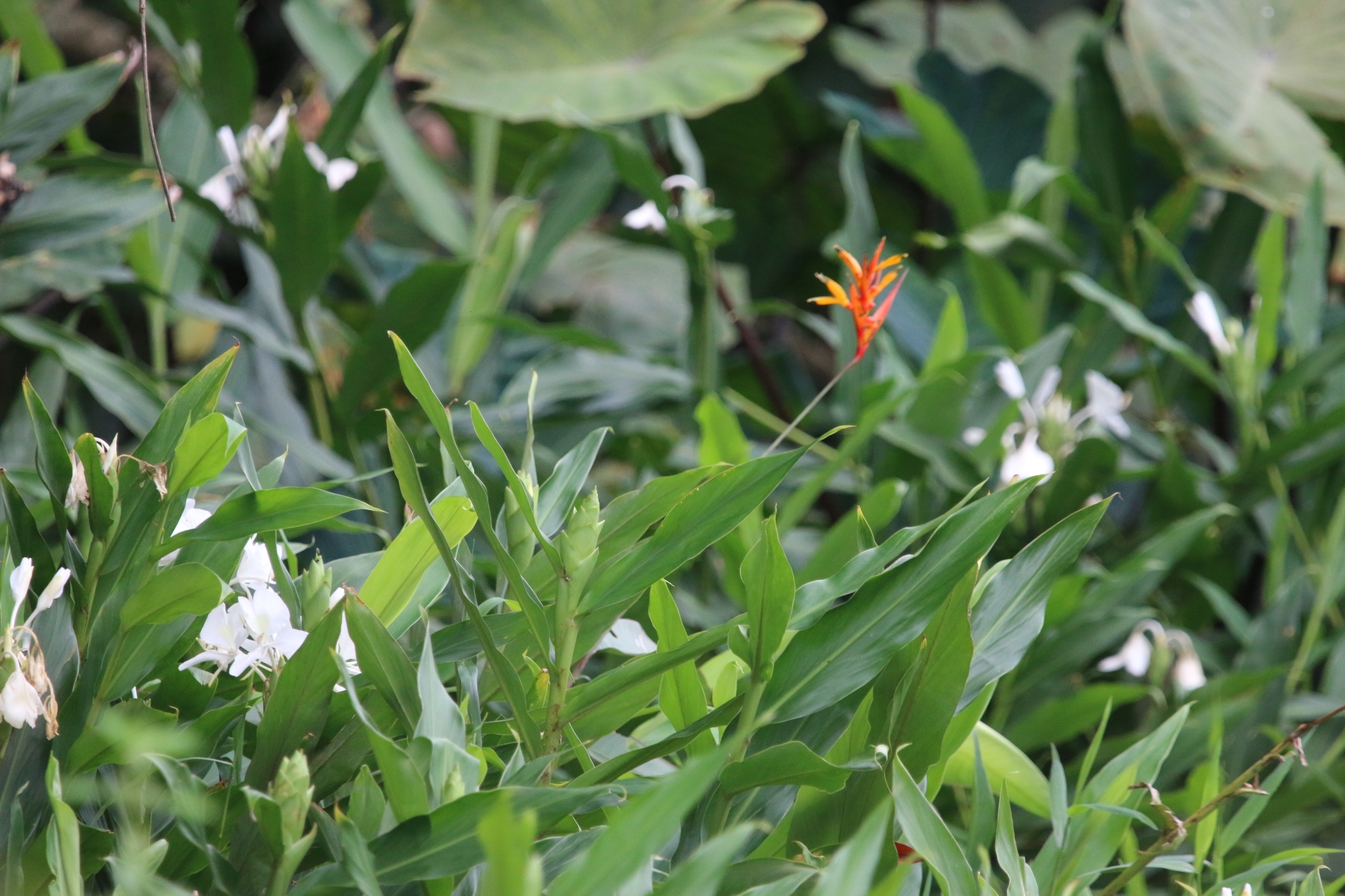Hedychium coronarium