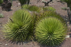 Agave stricta