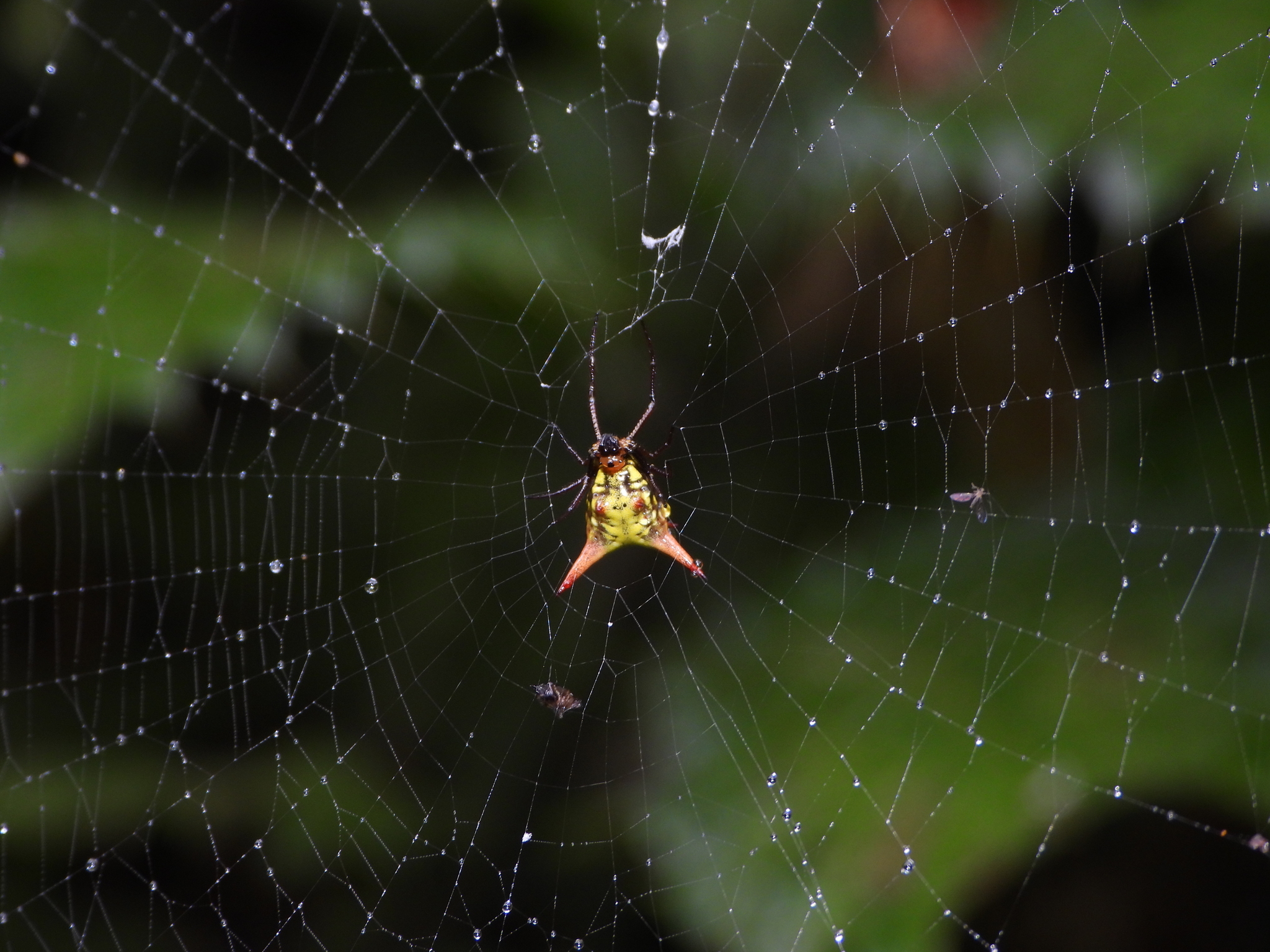 Micrathena image