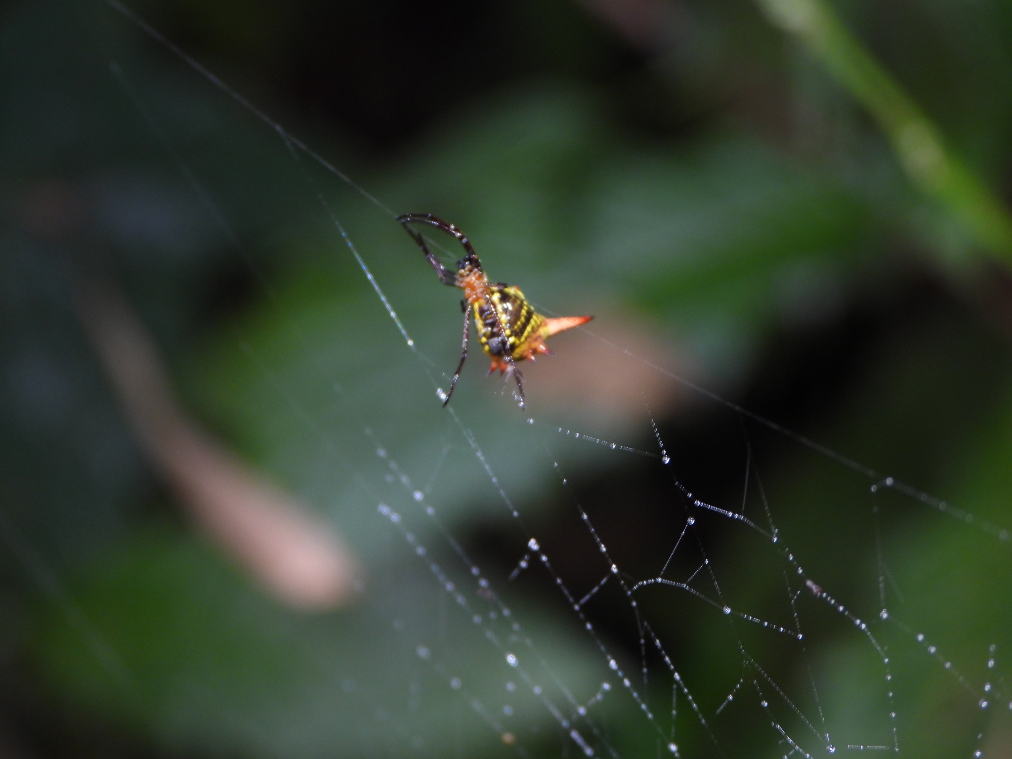 Micrathena gaujoni image